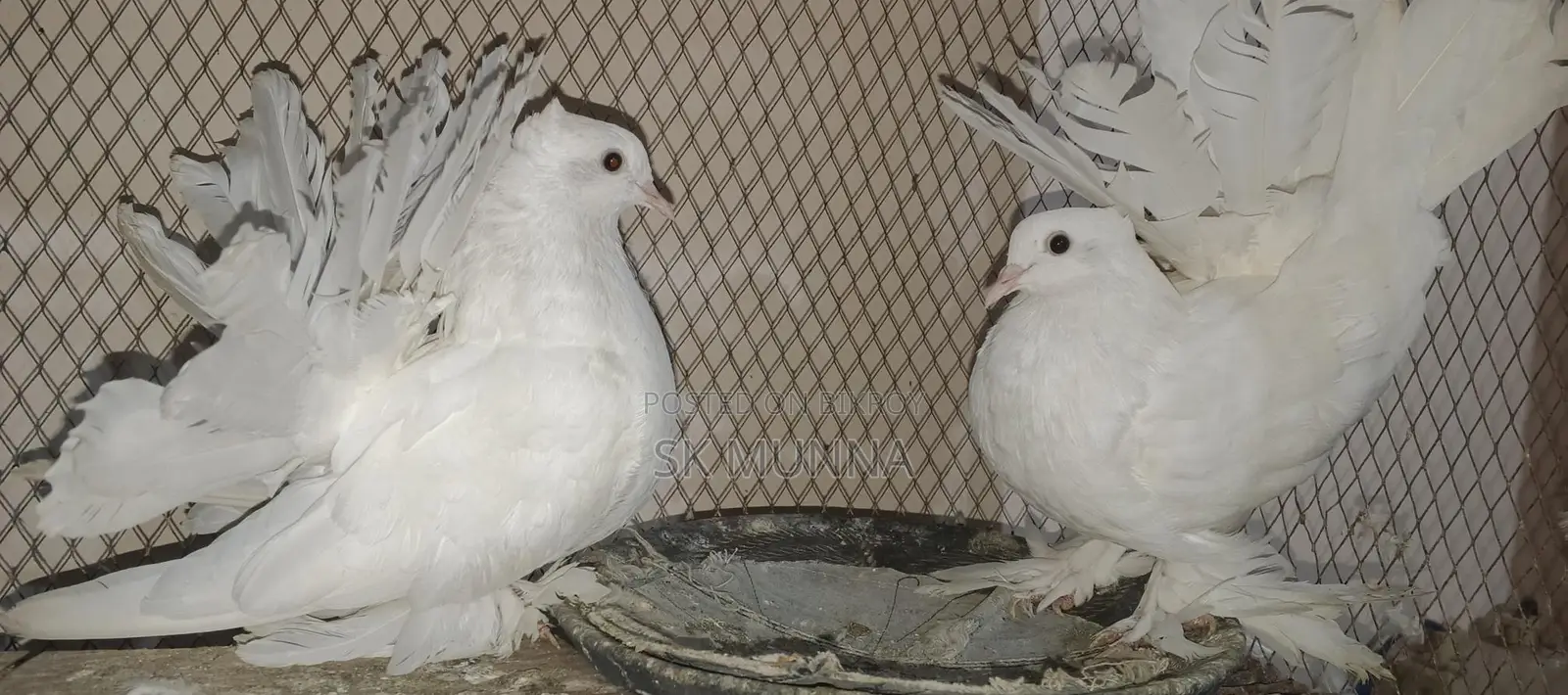 একজোড়া সাদা লক্ষা বিক্রি হবে