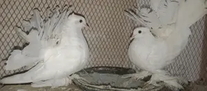 একজোড়া সাদা লক্ষা বিক্রি হবে
