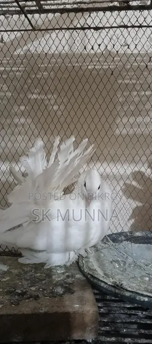 একজোড়া সাদা লক্ষা বিক্রি হবে