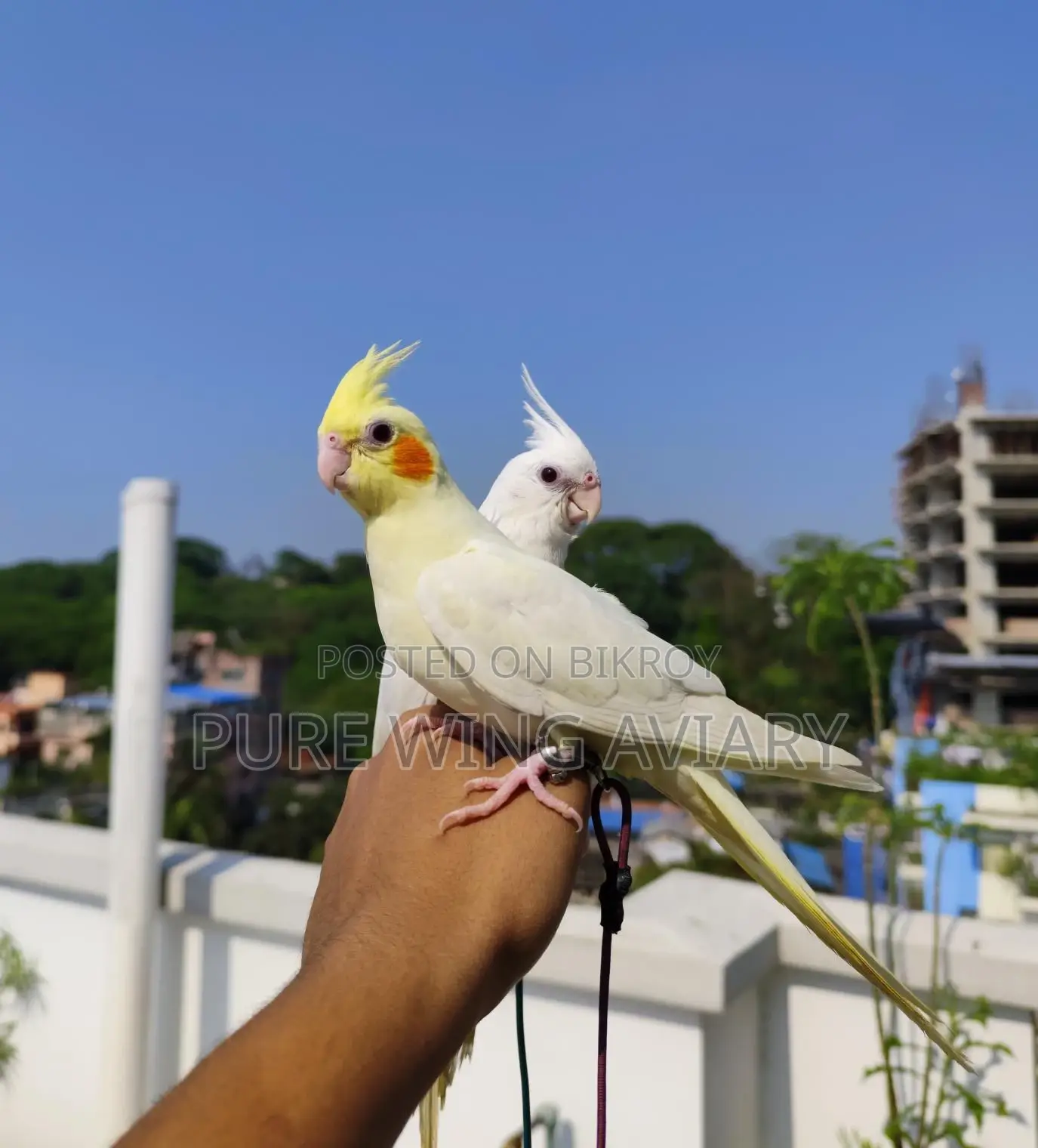 টেইম কোকাটেল লুটিনো এলবিনো