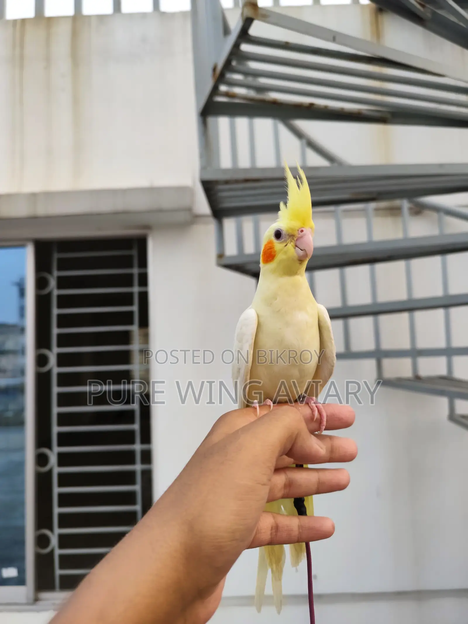 টেইম কোকাটেল লুটিনো এলবিনো