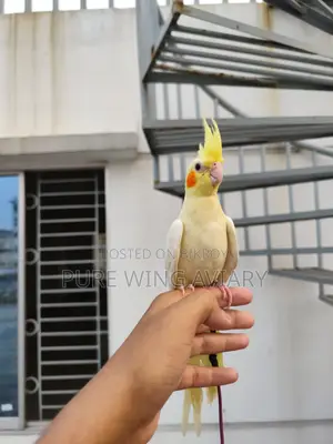 টেইম কোকাটেল লুটিনো এলবিনো