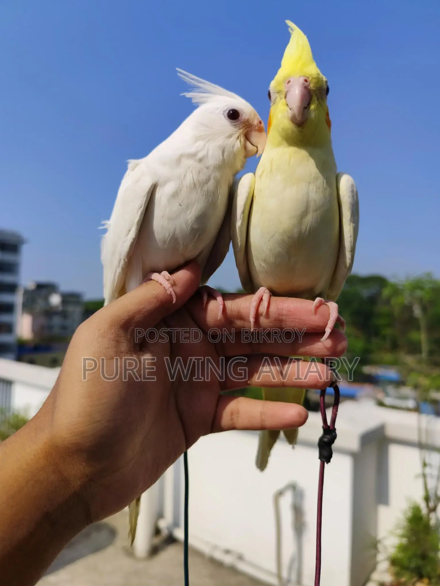 টেইম কোকাটেল লুটিনো এলবিনো