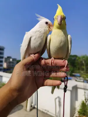 টেইম কোকাটেল লুটিনো এলবিনো
