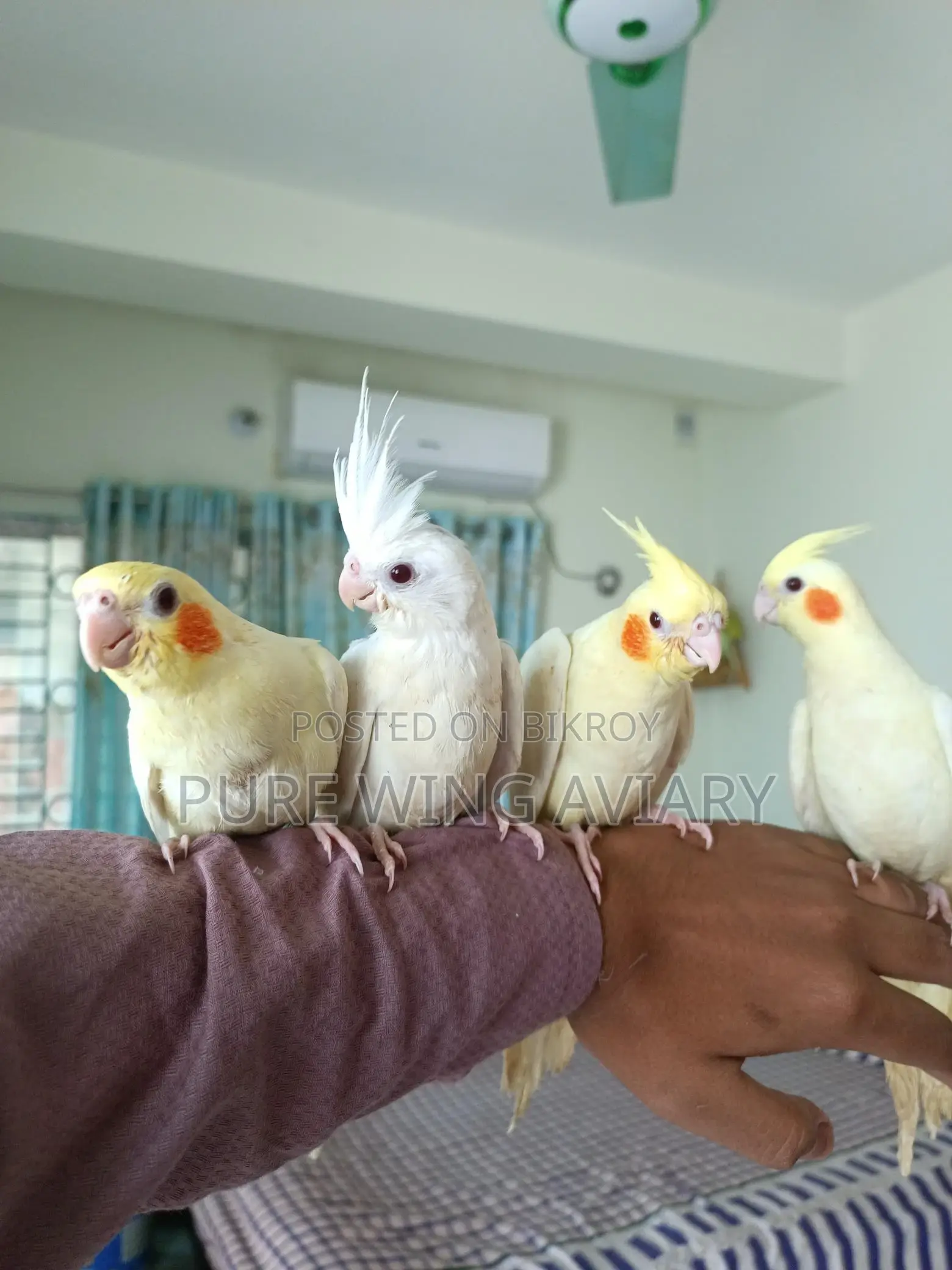 টেইম কোকাটেল লুটিনো এলবিনো