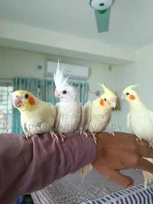 টেইম কোকাটেল লুটিনো এলবিনো
