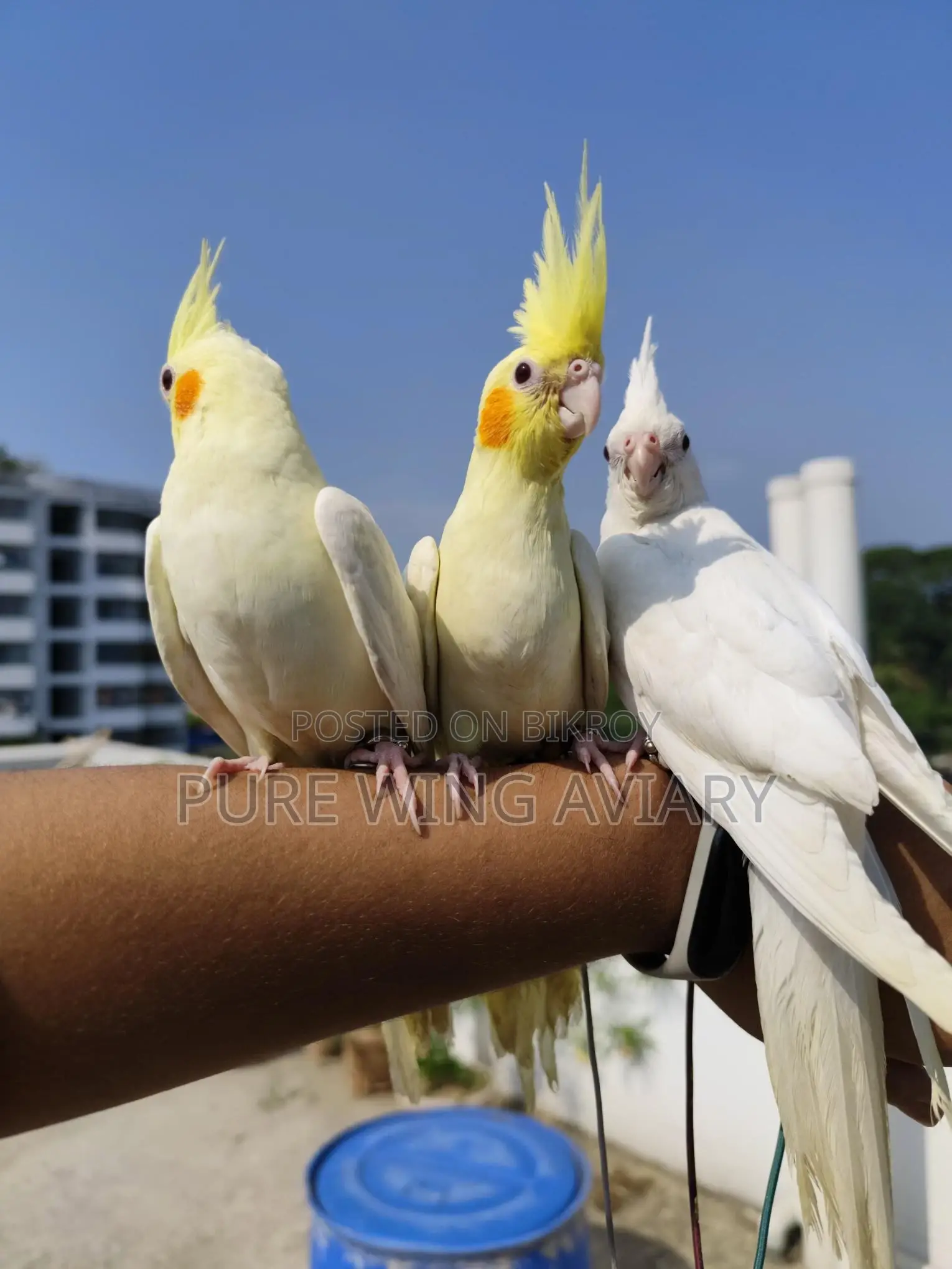 টেইম কোকাটেল লুটিনো এলবিনো
