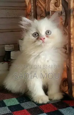 উচ্চ মানের পার্সিয়ান ফিমেল কিটেন