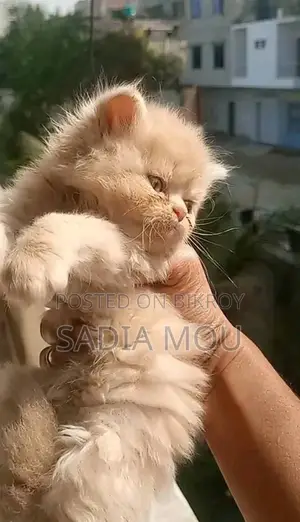 উচ্চ মানের পার্সিয়ান ফিমেল কিটেন