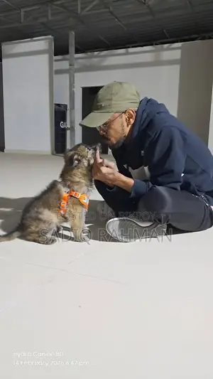 German Shepherd Sable Working Line