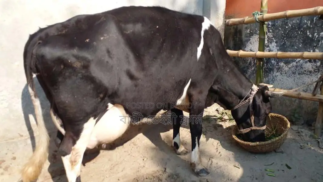 Buy a high-quality cow for farming (No. 1115).