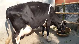 Buy a high-quality cow for farming (No. 1115).