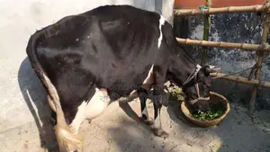Buy a high-quality cow for farming (No. 1115).