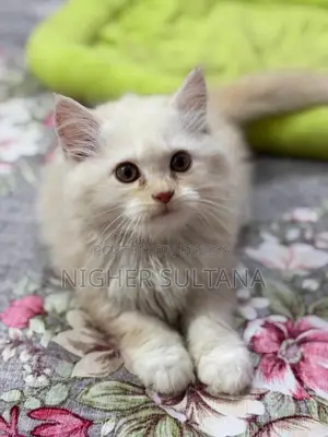 Persian Kitten Male