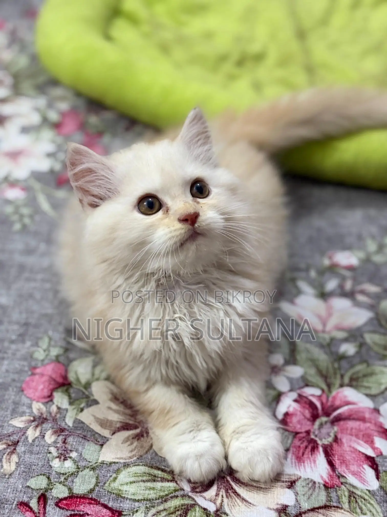 Persian Kitten Male