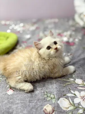 Persian Kitten Male