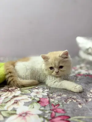Persian Kitten Male