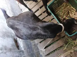 High-quality female goat for sale (running)