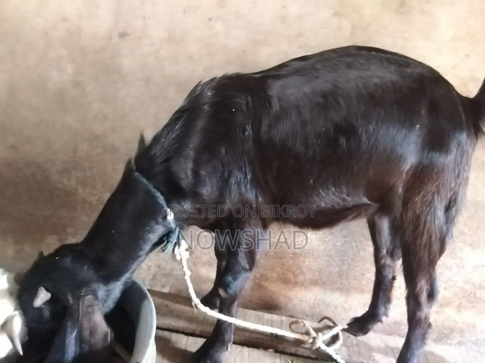 High-quality female goat for sale (running)