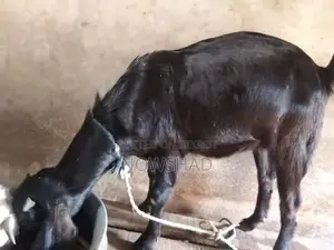 High-quality female goat for sale (running)