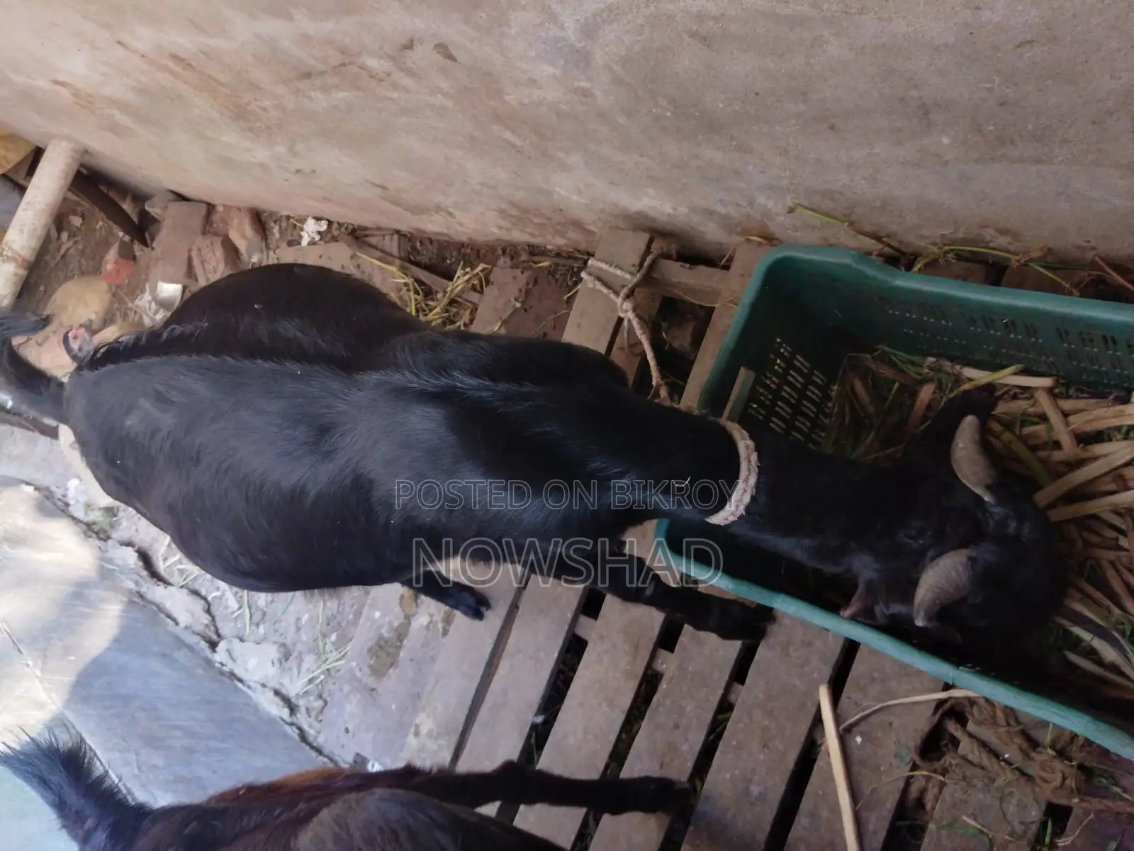 High-quality female goat for sale (running)