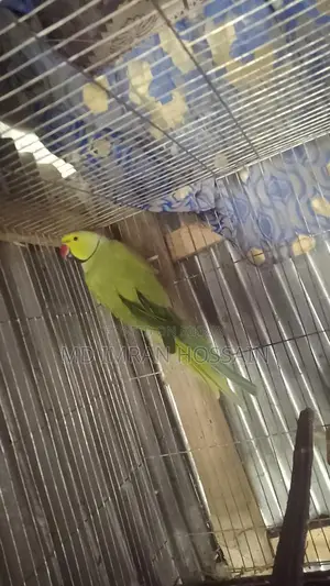 রিংনেট টিয়া পাখি