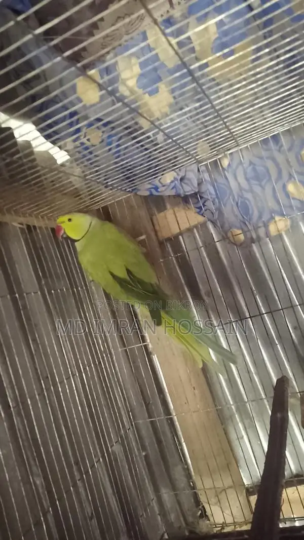রিংনেট টিয়া পাখি