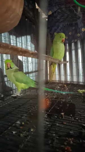 রিংনেট টিয়া পাখি