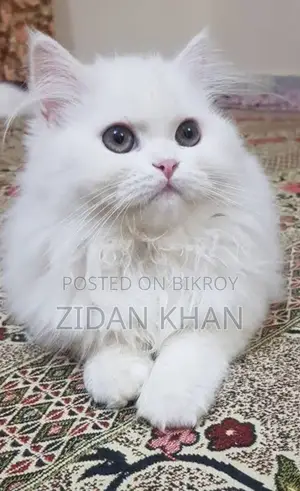 পার্শিয়ান ক্যাট হাই কোয়ালিটি