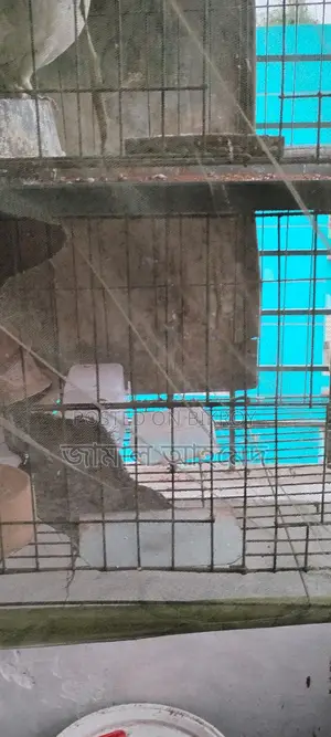 Three-Story Bird Cage for Two