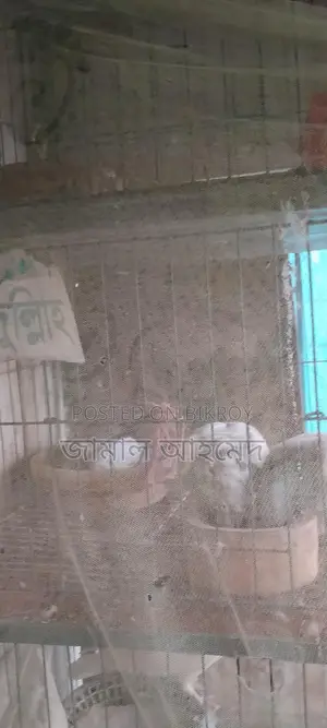 Three-Story Bird Cage for Two