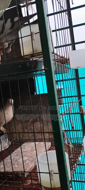 Three-Story Bird Cage for Two