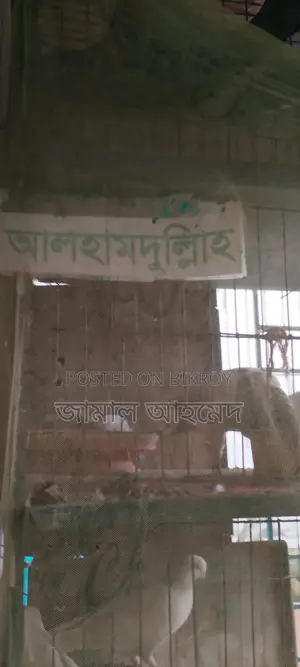 Three-Story Bird Cage for Two