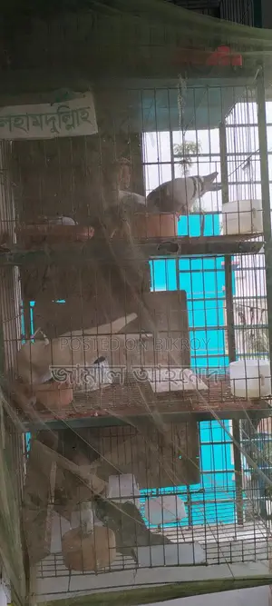 Three-Story Bird Cage for Two