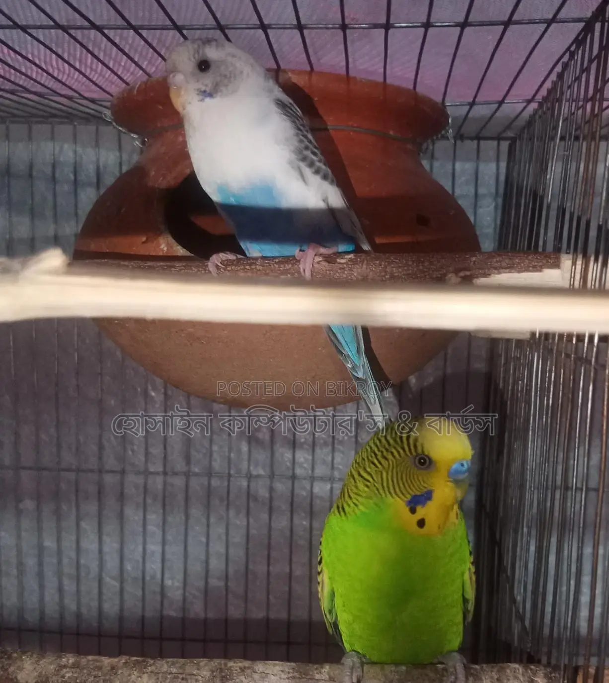 Budgerigar bird is for sale