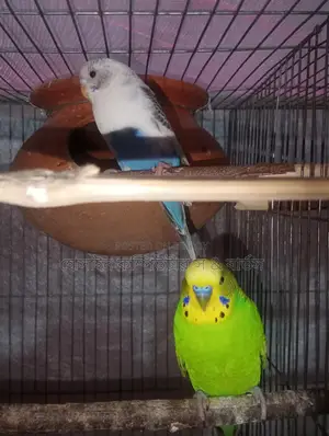 Budgerigar bird is for sale