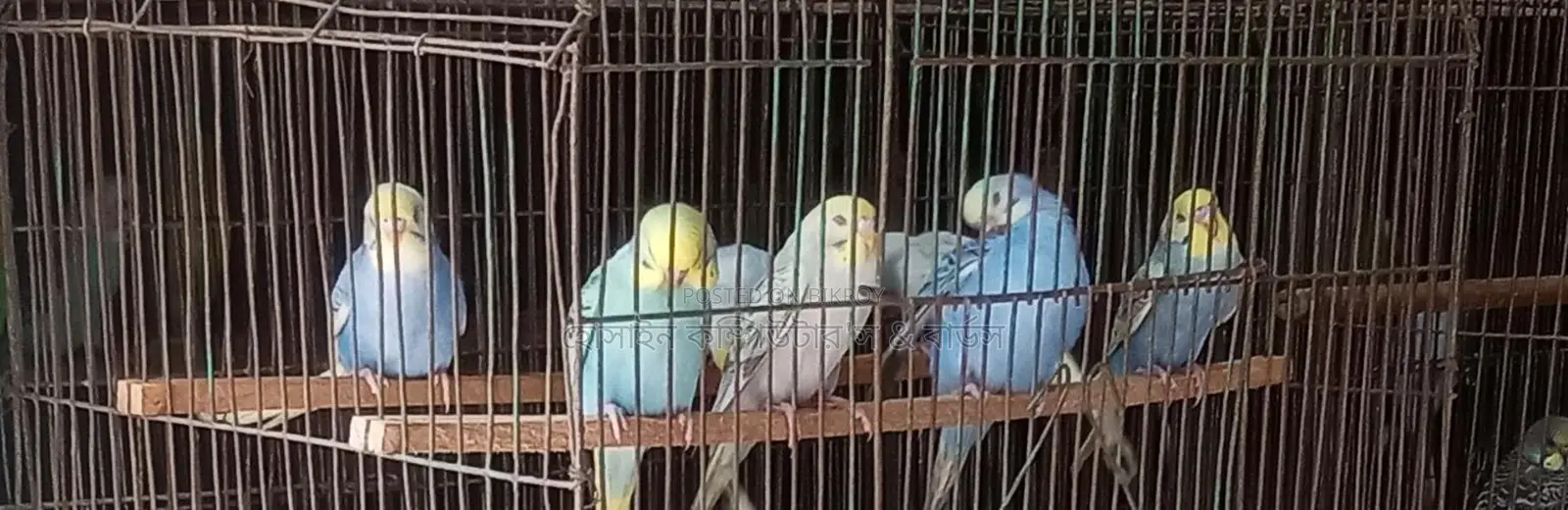 Budgerigar bird is for sale