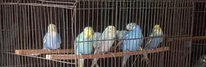 Budgerigar bird is for sale