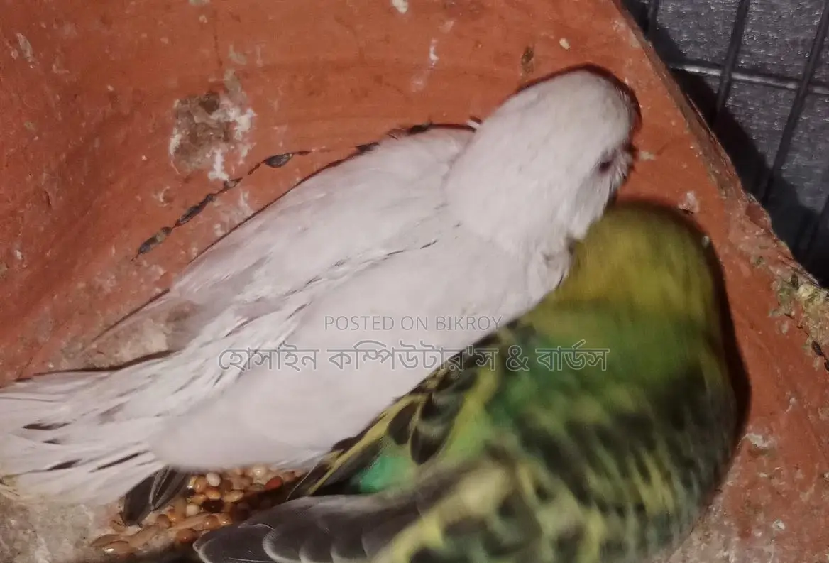 Budgerigar bird is for sale