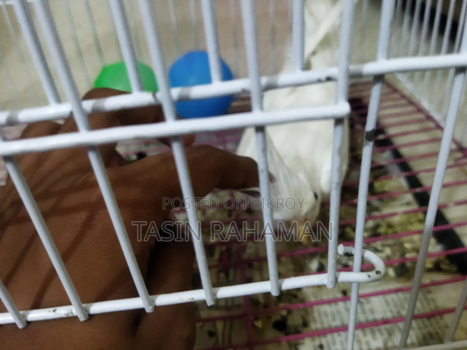 অ্যালবিনো ককটেল