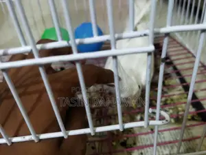 অ্যালবিনো ককটেল