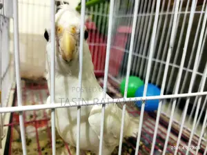 অ্যালবিনো ককটেল