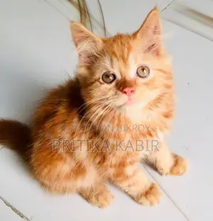ব্লাডলাইন পার্সিয়ান বিড়াল