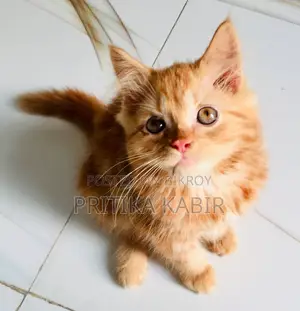 Bloodline Persian Cat