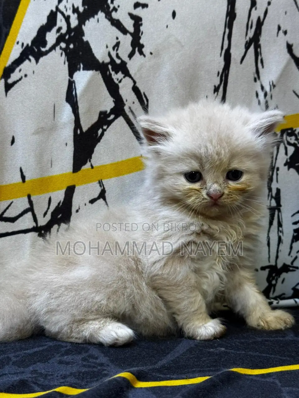 পিওর পার্সিয়ান বিড়ালের বাচ্চা