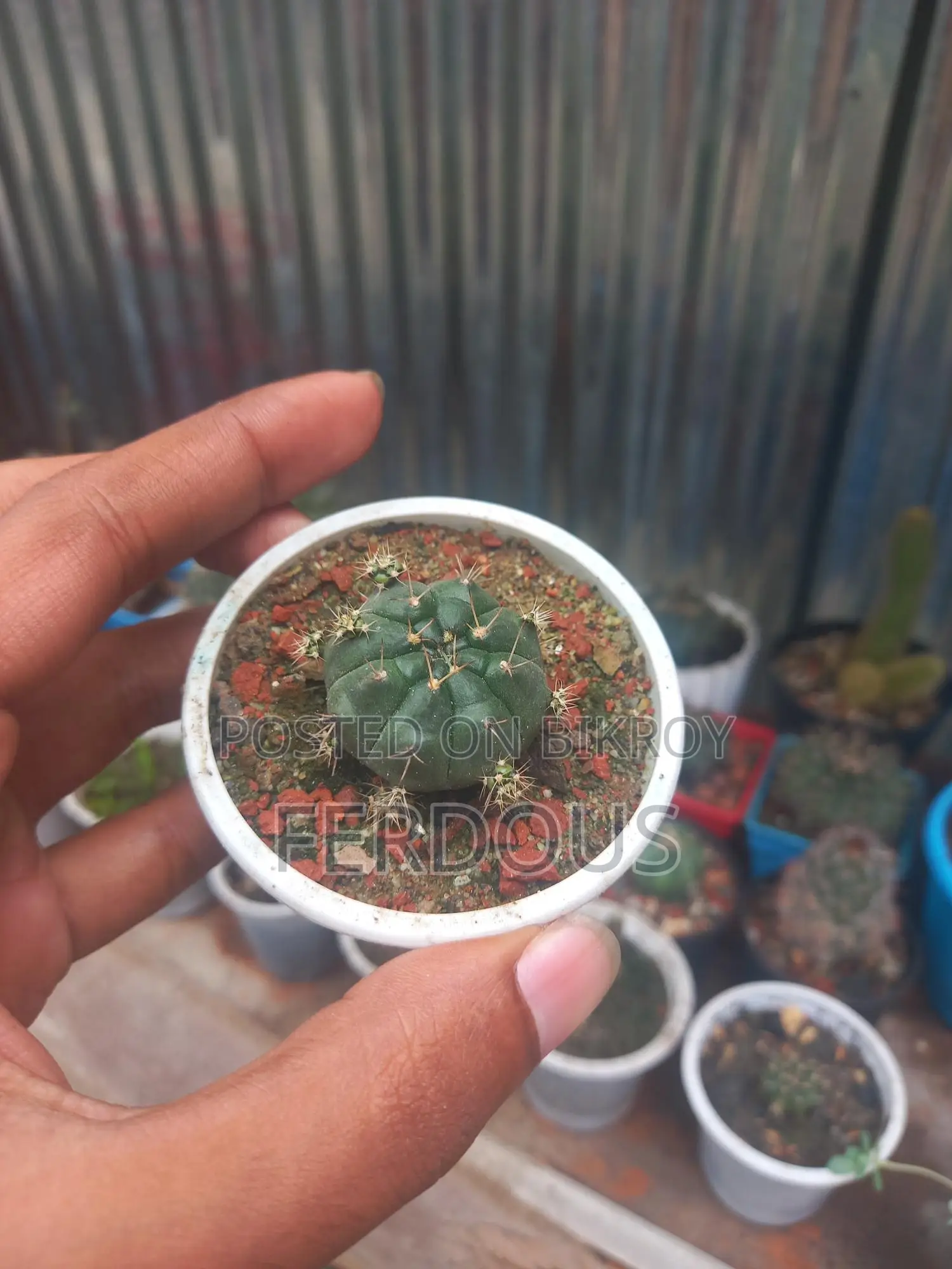Cactus