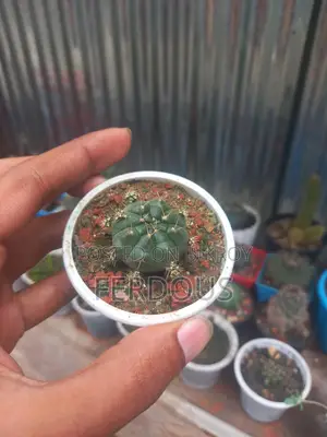 Cactus