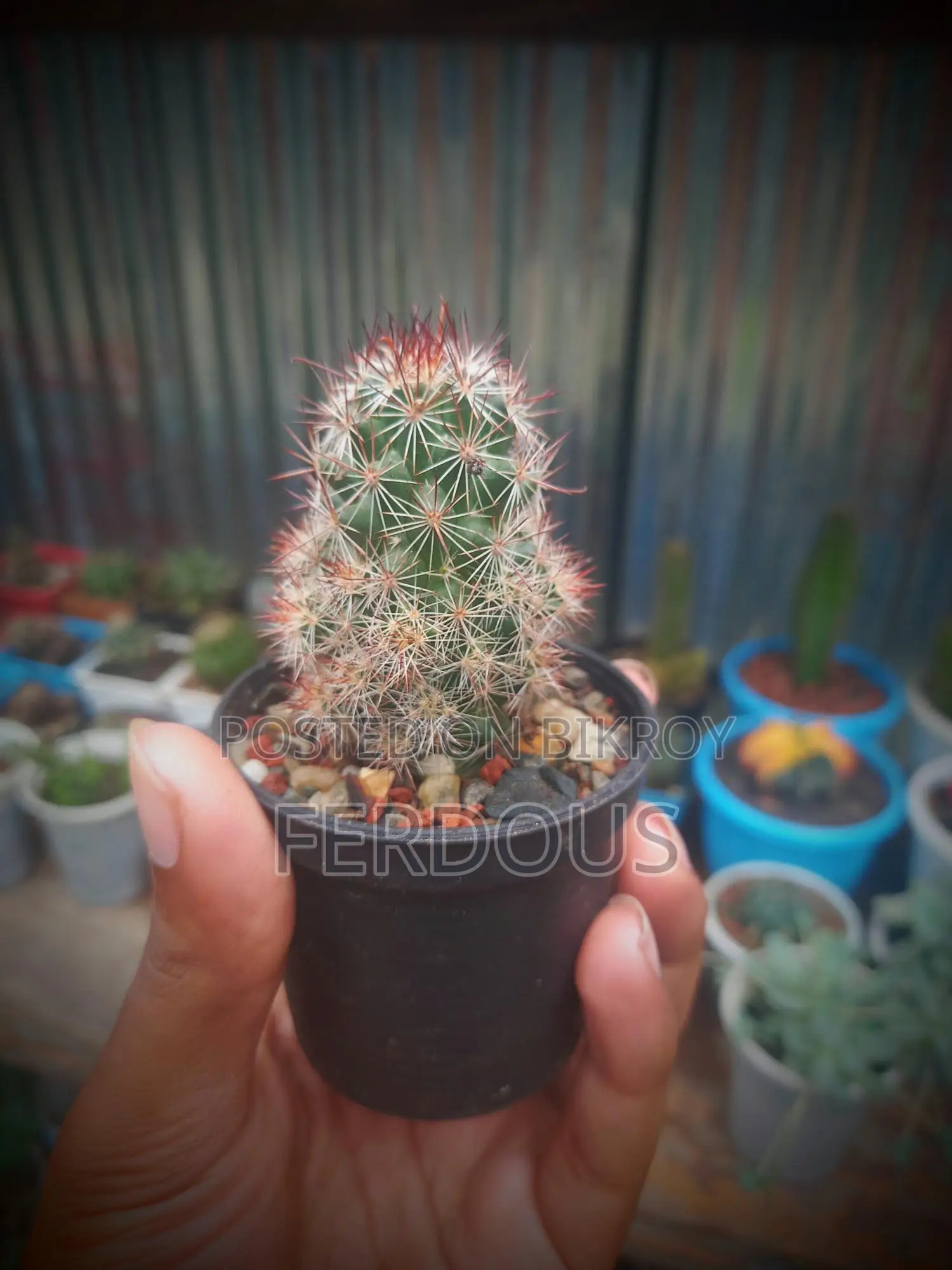 Cactus