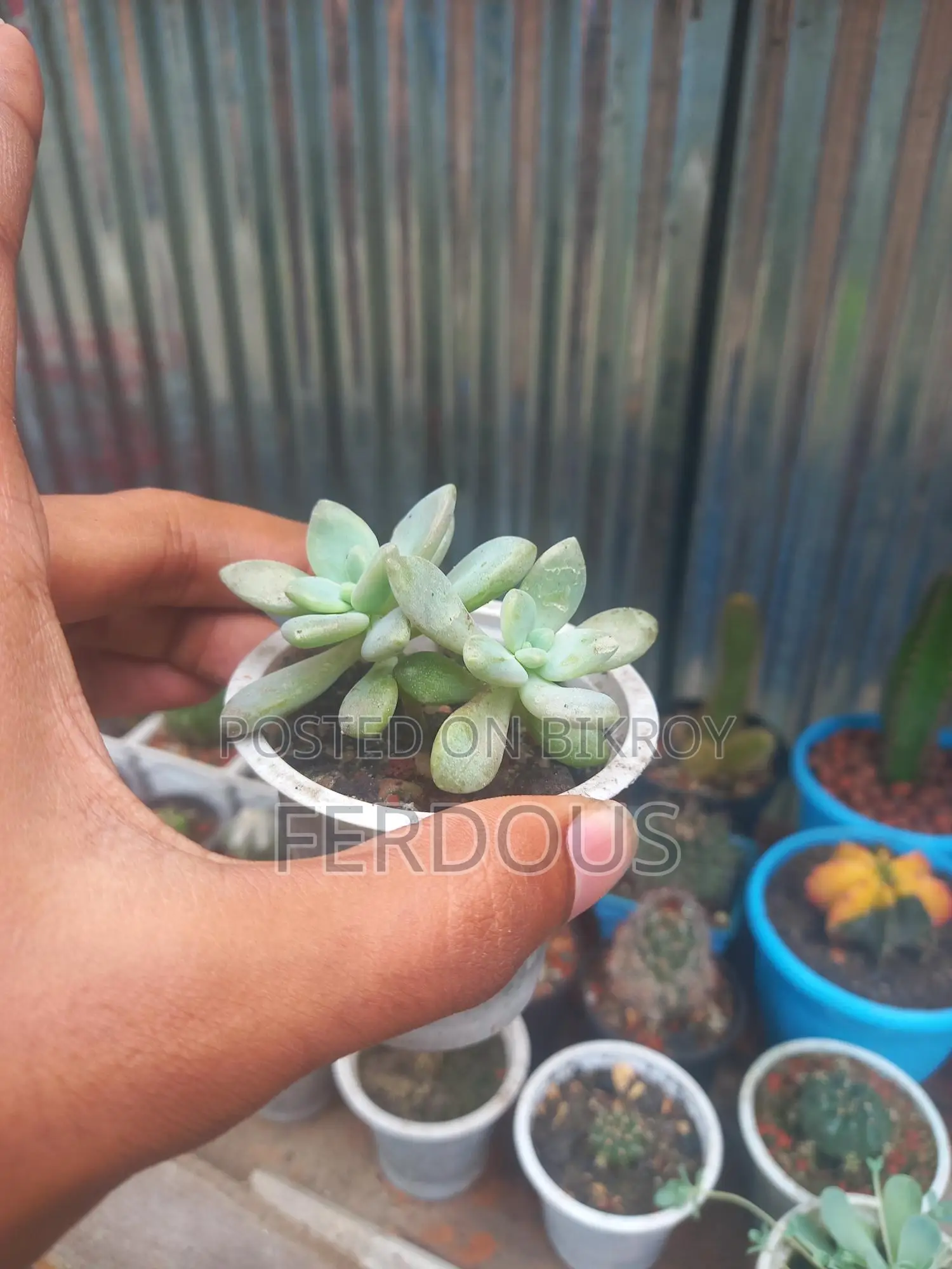 Cactus