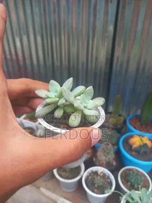 Cactus